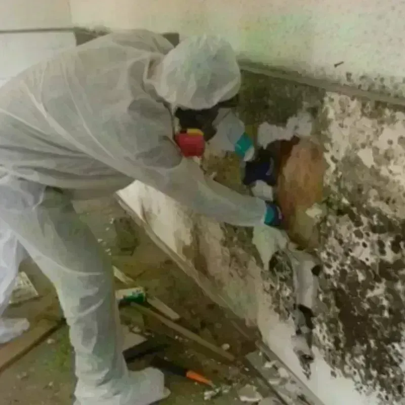 Mold Remediation and Removal in Hyde Park, PA